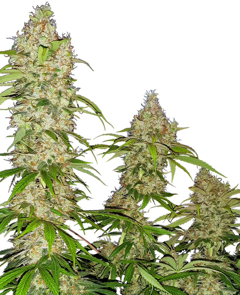 Banana Kush Cake Feminized