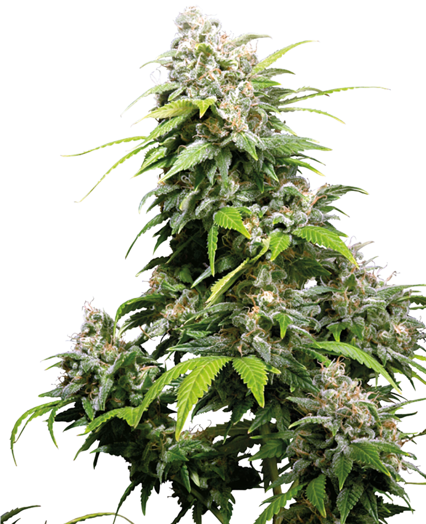 California Indica Feminized