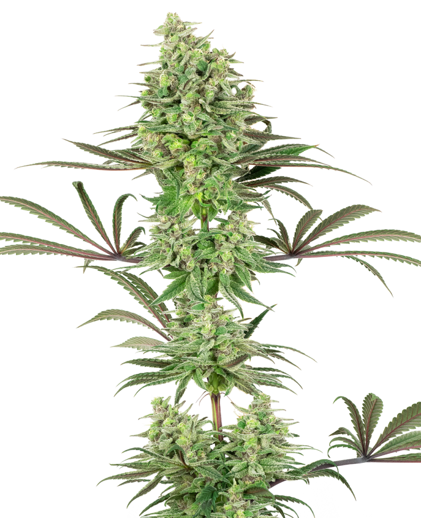 Double Banana Kush Feminized