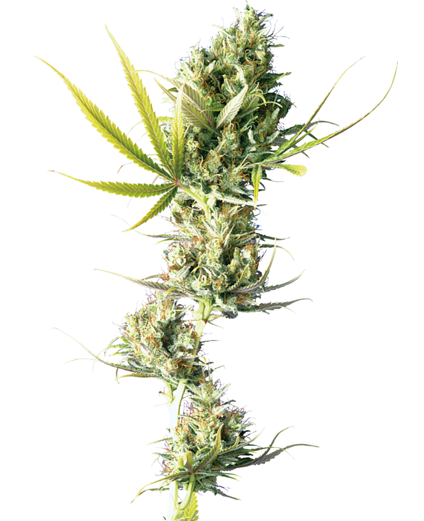 Durban Feminized