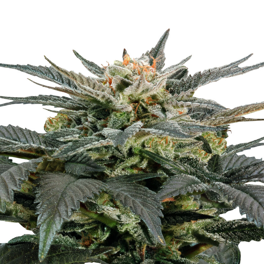 Fruit Spirit - fem. - 3 Stk. -  Royal Queen Seeds - 1