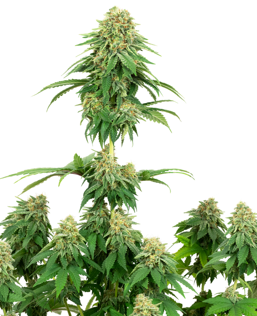 Girl Scout Cookies Feminized