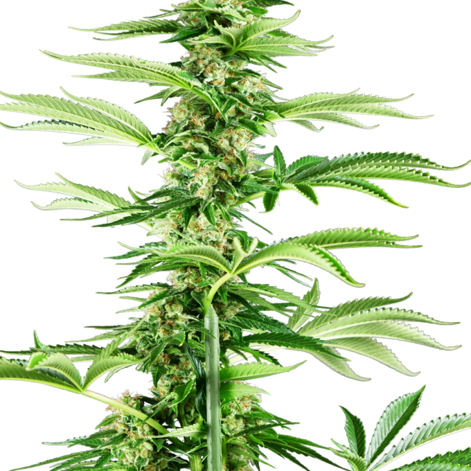 Honey Melon Haze Feminized
