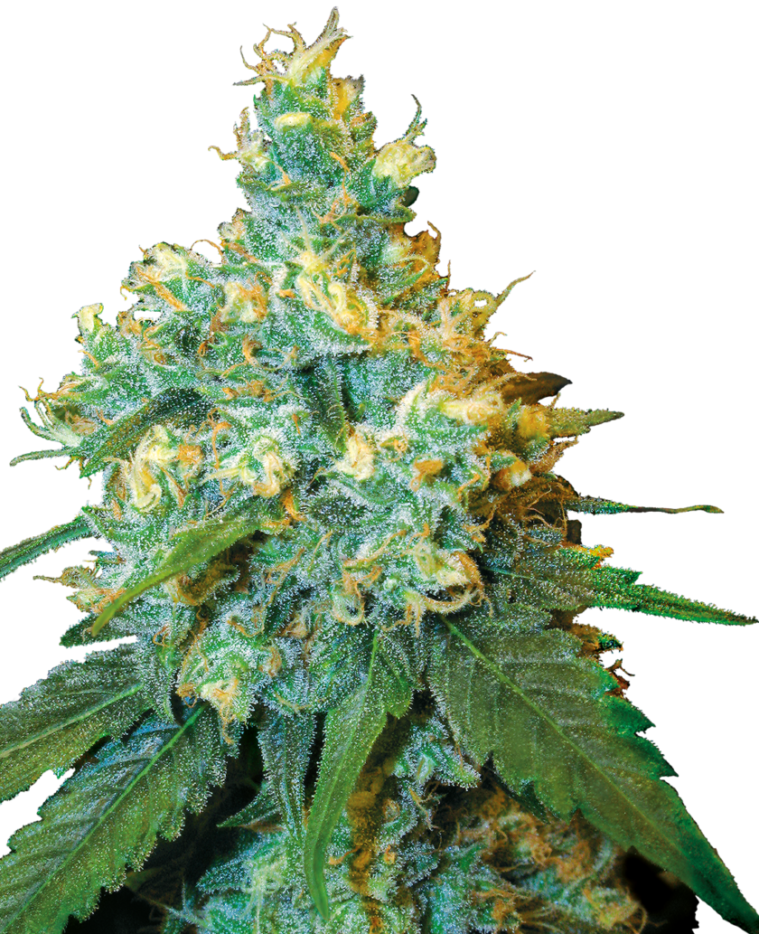 Jack Herer Feminized