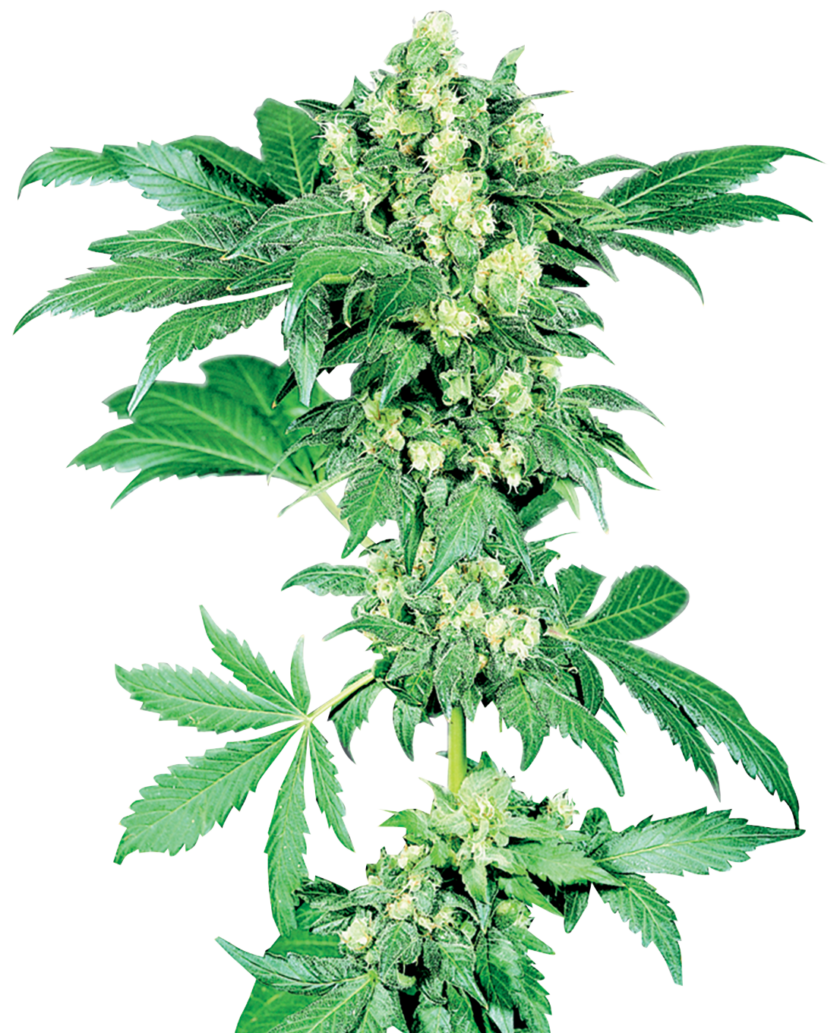 Maple Leaf Indica Regular