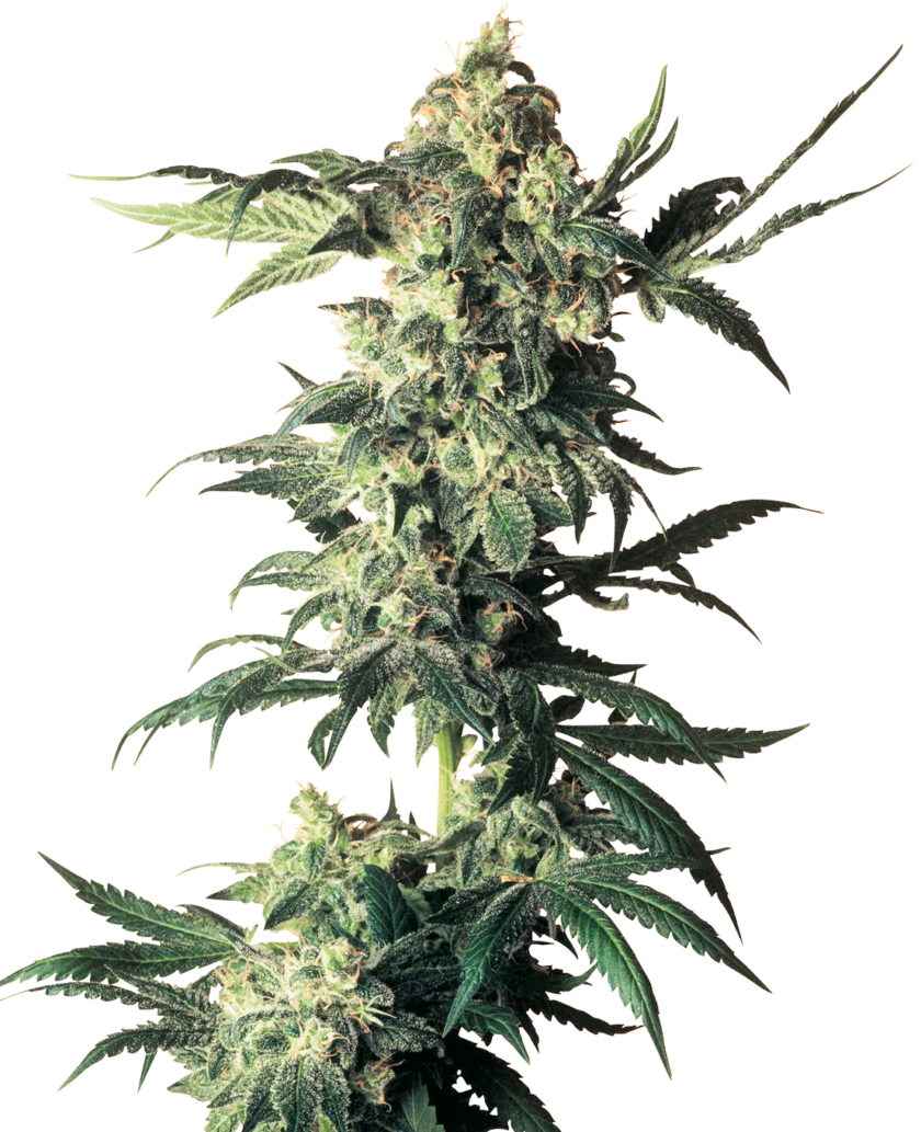 Northern Lights Feminized