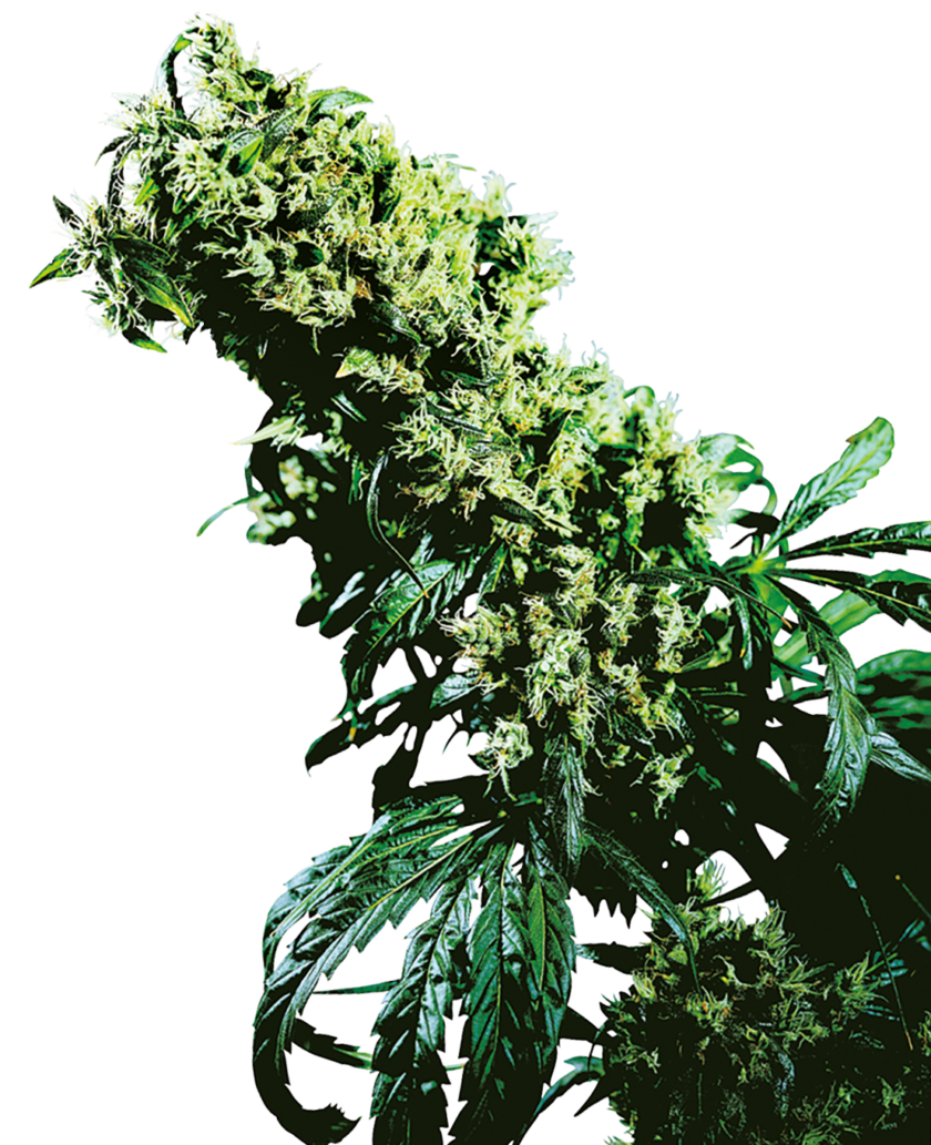 Northern Lights #5 x Haze Regular