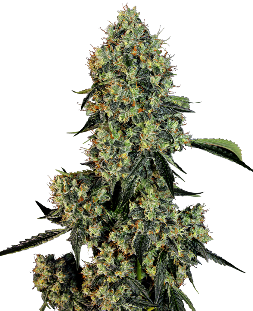 O.G. Kush Feminized