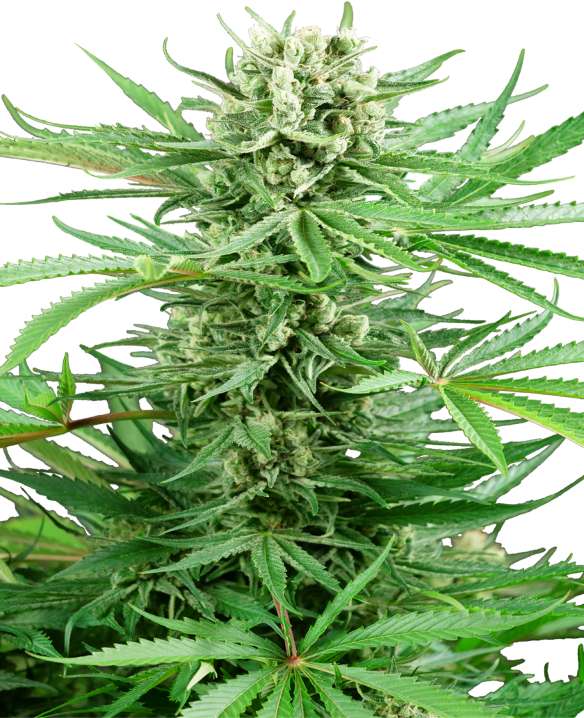 Papi Chulo OG Feminized