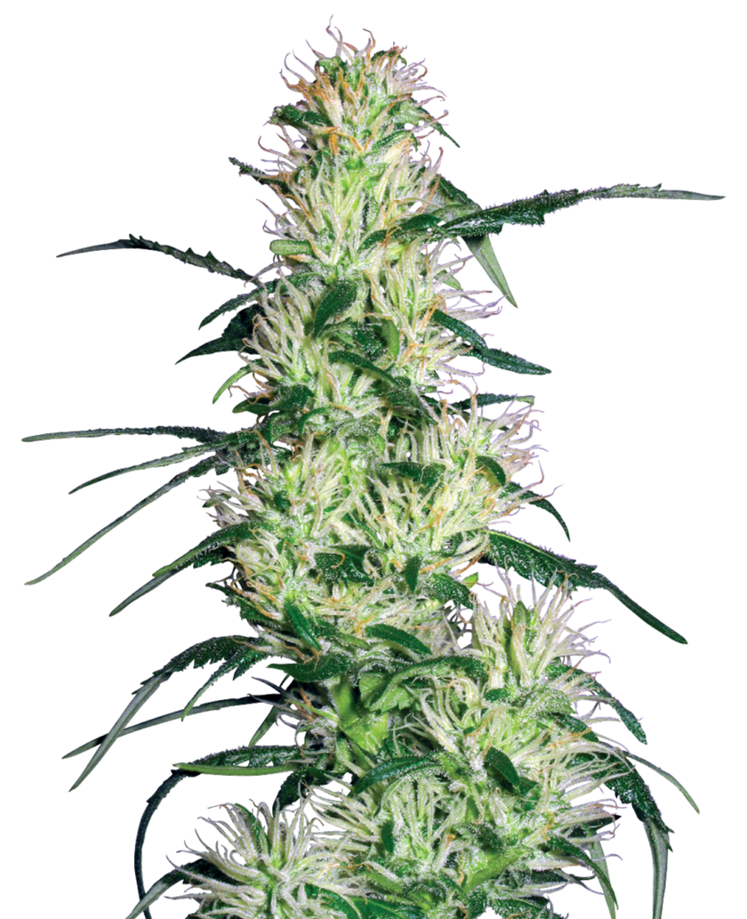 Purple Haze Feminized