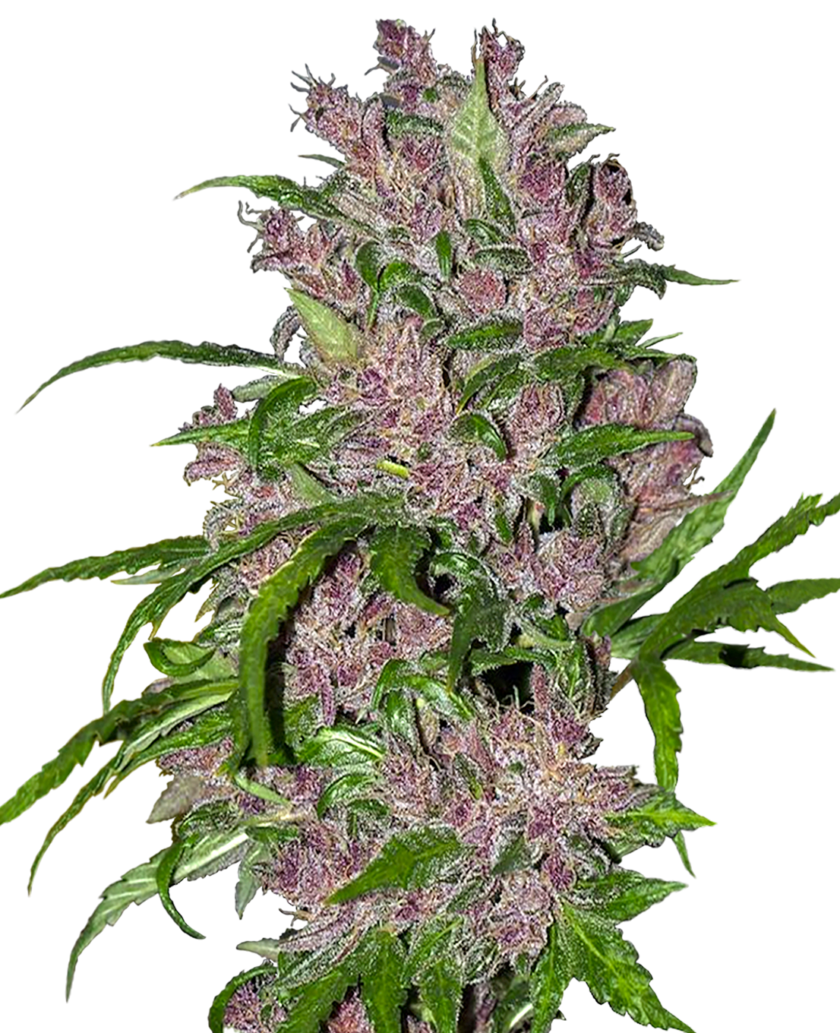 Purple Bud Automatic