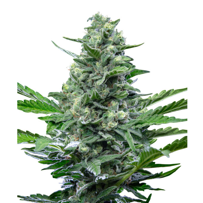 Royal Critical - auto - 3 Stk. -  Royal Queen Seeds - 1