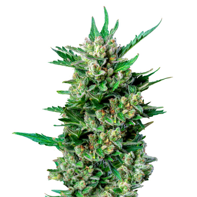 Royal Dwarf - auto - 3 Stk. -  Royal Queen Seeds - 1