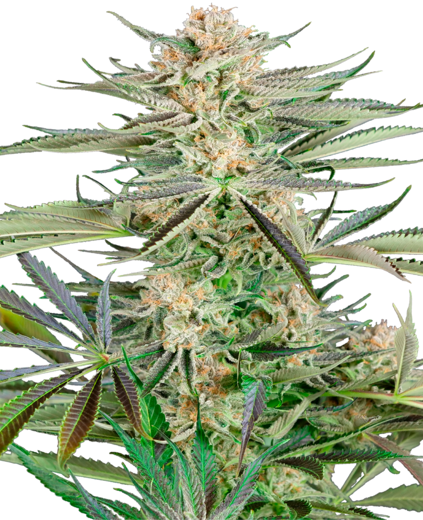 Screwdriver OG Feminized