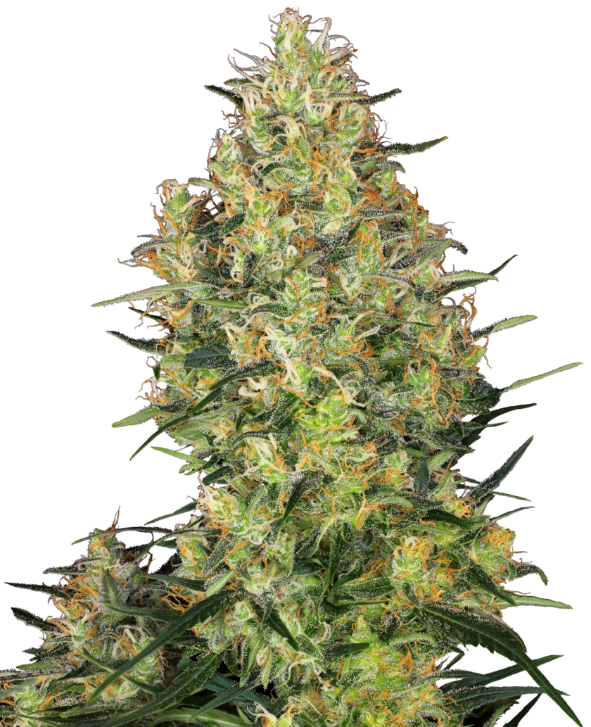 Shiva Skunk Feminized