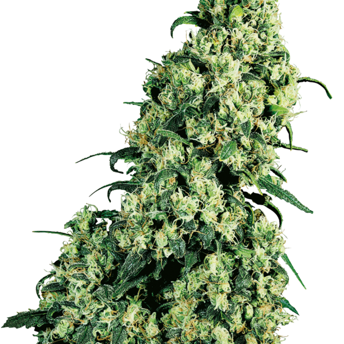 Skunk #1 Feminized
