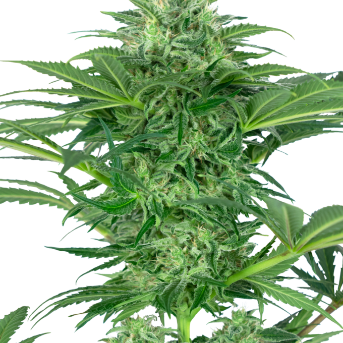 Skunk Dream CBD Feminized