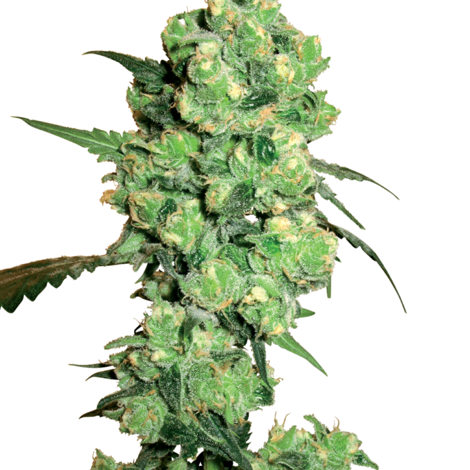 Super Skunk Feminized