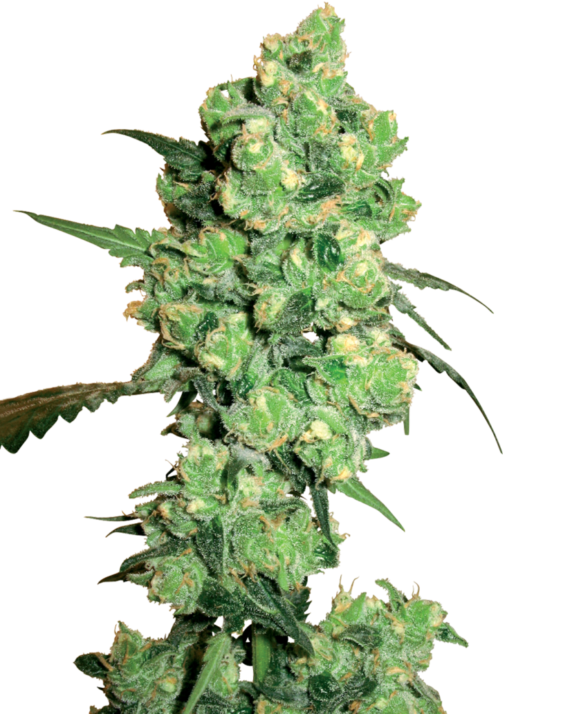 Super Skunk Feminized