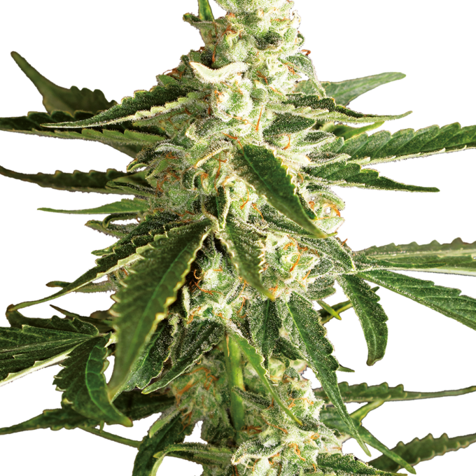 White Diesel Haze Automatic