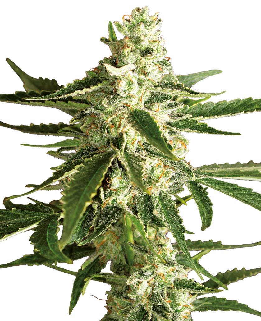 White Diesel Haze Automatic