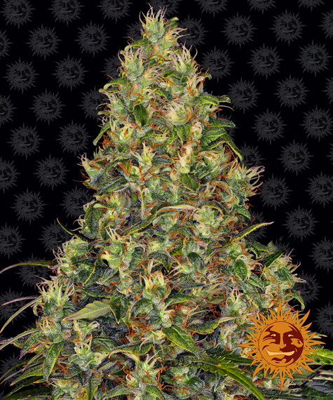 amnesia-haze-auto_circle_new_21_848308