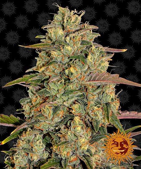 amnesia-lemon_circle_new_12_871528