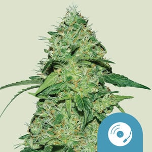 joanne-s-cbd