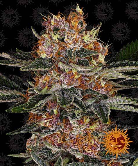 purple-punch-auto_circle_new_12_864925