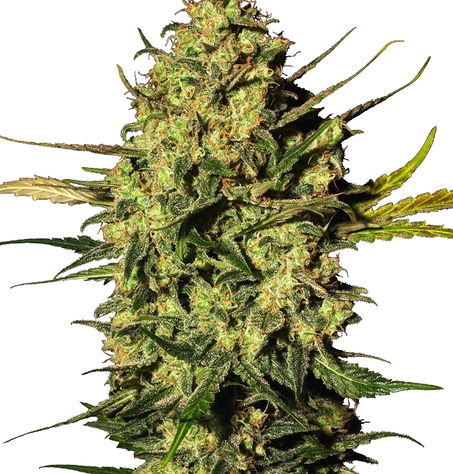 0000267_master-kush-automatic-seeds-by-white-label_800