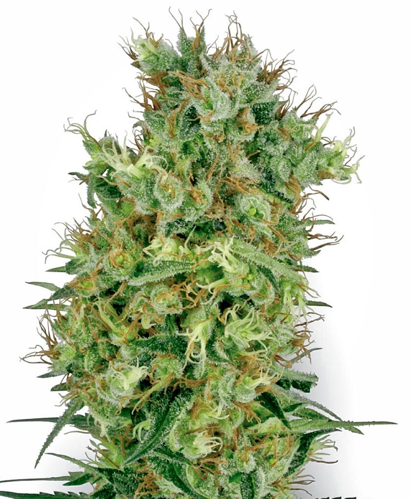 Californian Orange Bud Regular