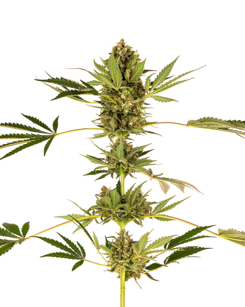 Himalayan CBD Feminized