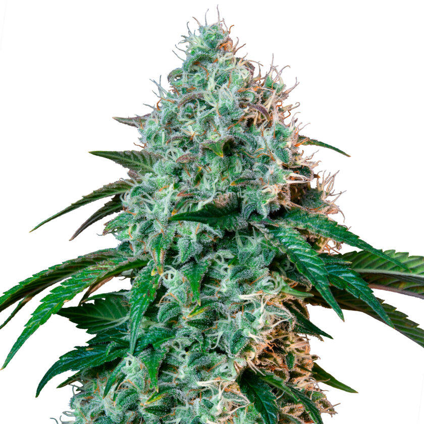 HulkBerry - fem. - 3 Stk. -  Royal Queen Seeds - 1
