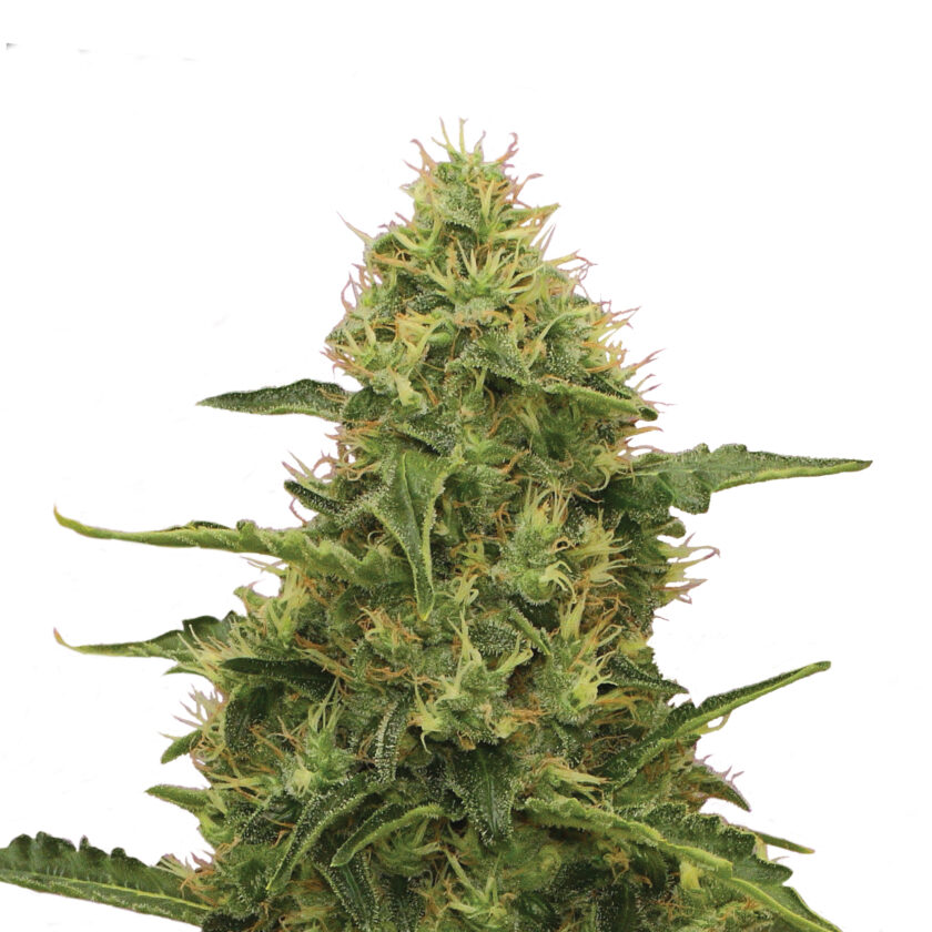 Plant_FEM_NorthernLight