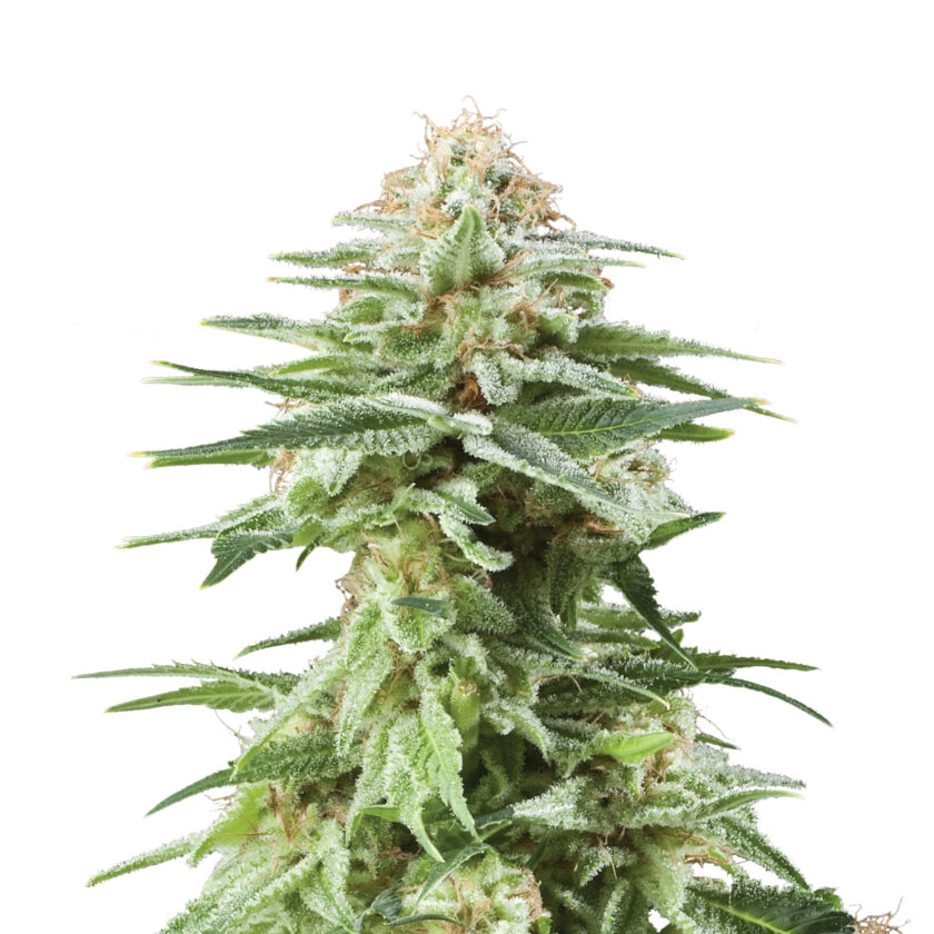 Plant_FEM_WhiteWidow