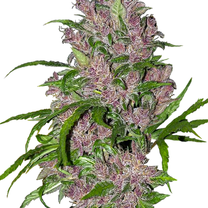 Purple Bud Automatic