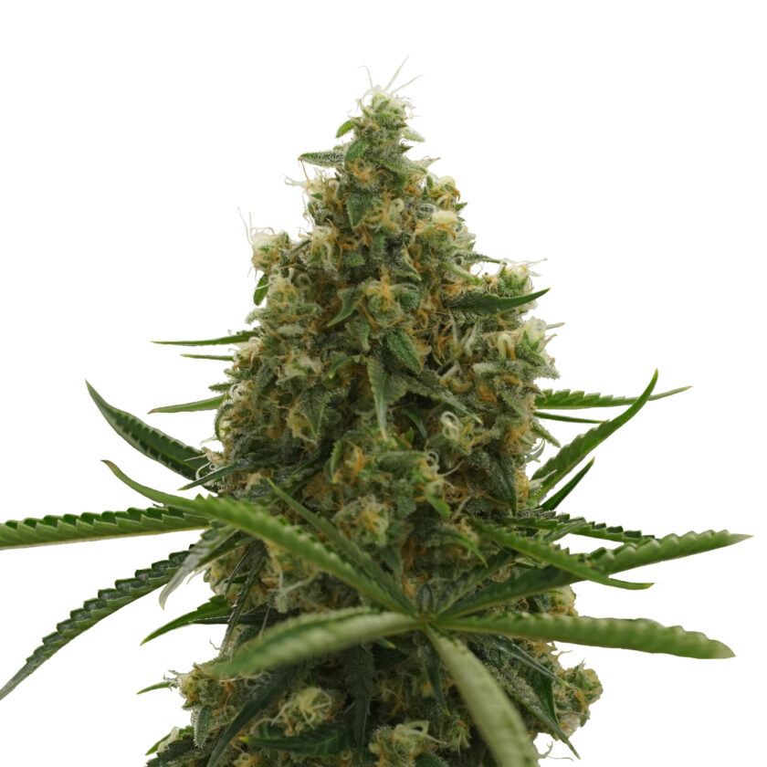 Reg_IMG_Shining_Silver_Haze