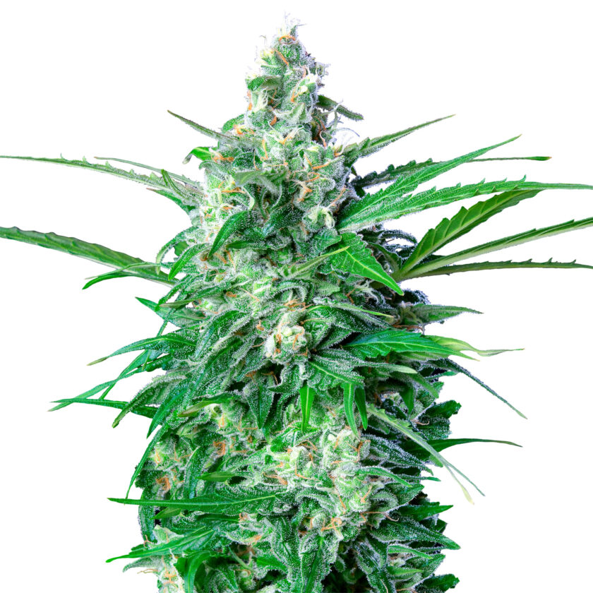 Royal AK - auto - 3 Stk. -  Royal Queen Seeds - 1