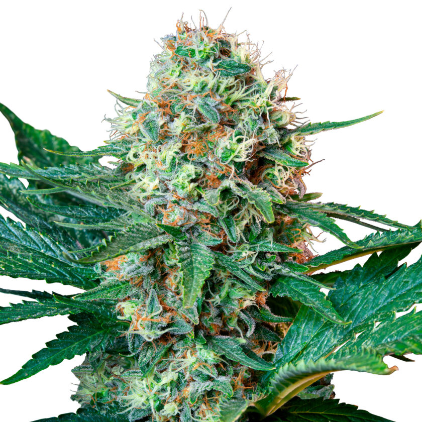 Royal Cookies - fem. - 3 Stk. -  Royal Queen Seeds - 1