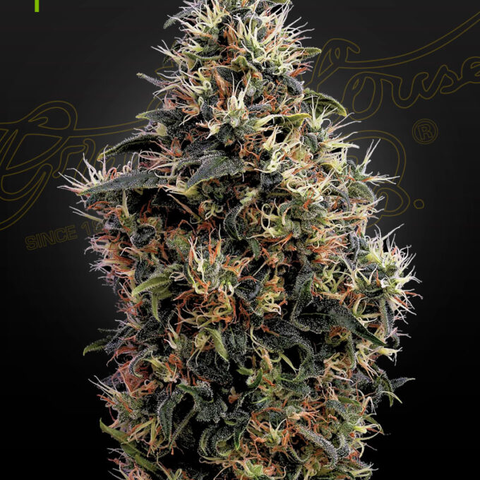 SweetmangoAuto
