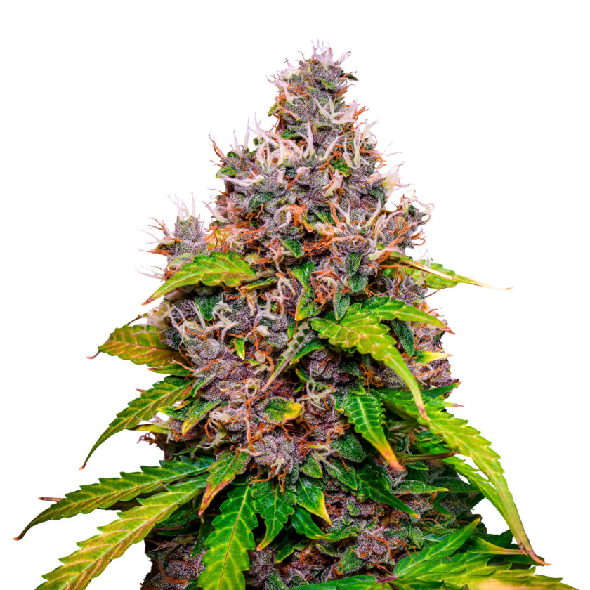 Watermelon - fem. - 3 Stk. -  Royal Queen Seeds - 1