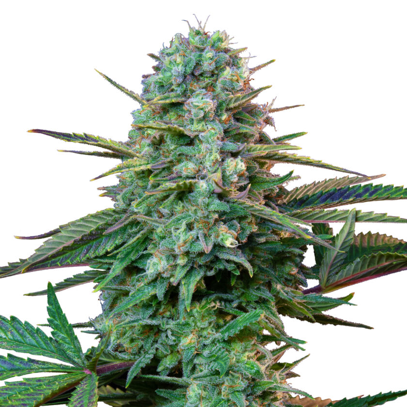 Wedding Crasher - fem. - 3 Stk. -  Royal Queen Seeds - 1