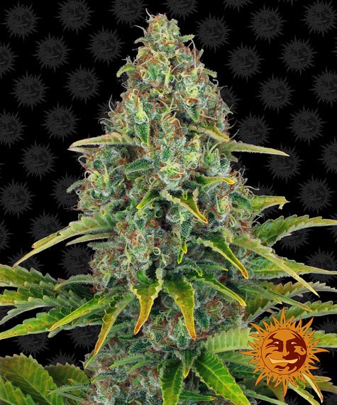 blueberry-cheese-auto_circle_new_21_606648