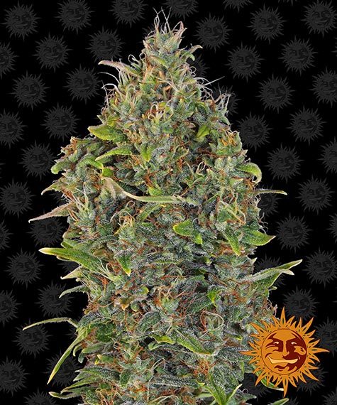 critical-kush-auto_circle_new_12_869633