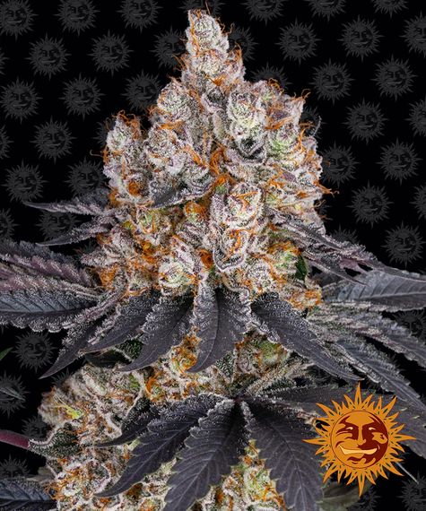 gelato_circle_new_21_880191