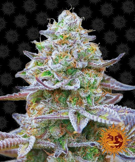 gorilla-zkittlez_circle_new_12_045989