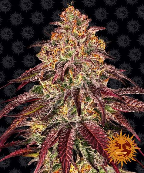 mimosa-x-orange-punch-auto_circle_new_21_673186