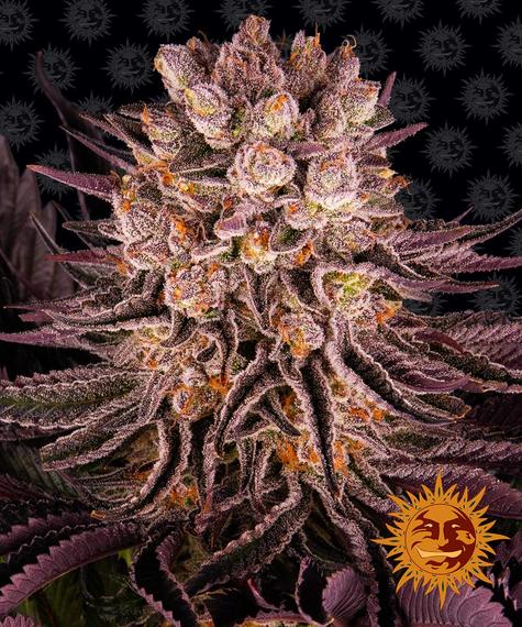 mimosa-x-orange-punch_circle_new_21_371983