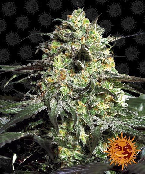 peyote-cookies_circle_new_12_041323