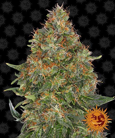 pineapple-express-auto_circle_new_12_864997